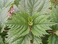 Bohemeria platanifolia (fam Urticacees) (Chine) (2) (Photo F. Mrugala)